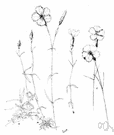 Diangus gratianopolitanus - mat-forming perennial of central Europe with large fragrant pink or red flowers