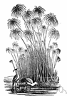 Cyperaceae - bulrush