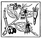 moose-wood - deciduous shrub of eastern North America having tough flexible branches and pliable bark and small yellow flowers