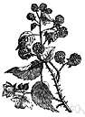 Rubus flagellaris - of eastern North America