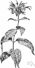 bee balm - perennial herb of North America