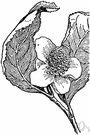 Camellia sinensis - a tropical evergreen shrub or small tree extensively cultivated in e.g. China and Japan and India