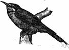 Merops - type genus of the Meropidae