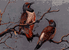 Colaptes caper collaris - western United States bird with red undersurface to wings and tail