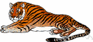 genus Panthera - lions