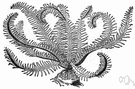 genus Antedon - a genus of echinoderms of the family Antedonidae