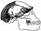 Java man - fossil remains found in Java