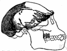 Trinil man - fossil remains found in Java