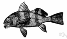 drumfish - small to medium-sized bottom-dwelling food and game fishes of shallow coastal and fresh waters that make a drumming noise