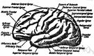left brain - the cerebral hemisphere to the left of the corpus callosum that controls the right half of the body