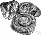 cinnamon bun - rolled dough spread with cinnamon and sugar (and raisins) then sliced before baking