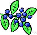 bilberry - blue-black berries similar to American blueberries