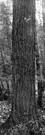eastern hemlock - common forest tree of the eastern United States and Canada