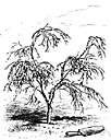 Portuguese cypress - tall spreading evergreen found in Mexico having drooping branches