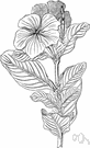 Madagascar periwinkle - commonly cultivated Old World woody herb having large pinkish to red flowers