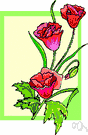 field poppy - annual European poppy common in grain fields and often cultivated