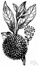 Durio - a genus of tall Asian trees of the family Bombacaceae