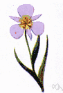 mariposa lily - any of several plants of the genus Calochortus having tulip-shaped flowers with 3 sepals and 3 petals