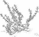genus Thymus - large genus of Old World mints: thyme
