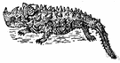 mountain devil - desert lizard that feeds on ants