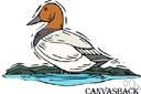 canvasback duck - North American wild duck valued for sport and food