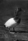 canvasback - North American wild duck valued for sport and food