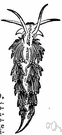 order Nudibranchia - comprising numerous marine gastropod mollusks lacking a shell in the adult state and usually having a body like a slug