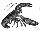 Homarus americanus - lobster of Atlantic coast of America