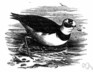 Eudromias morinellus - rare plover of upland areas of Eurasia