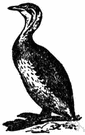 dabchick - small European grebe