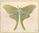 Actias luna