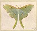 luna moth - large pale-green American moth with long-tailed hind wings and a yellow crescent-shaped mark on each forewing