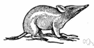 mole rat - burrowing scaly-tailed rat of India and Ceylon