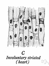 smooth muscle - a muscle that contracts without conscious control and found in walls of internal organs such as stomach and intestine and bladder and blood vessels (excluding the heart)