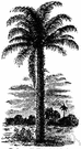 palm oil - oil from nuts of oil palms especially the African oil palm