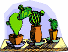 cactus family - constituting the order Opuntiales