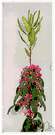 sheep laurel - North American dwarf shrub resembling mountain laurel but having narrower leaves and small red flowers
