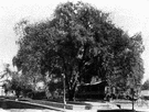 water elm - Eurasian elm closely resembling the American elm