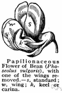 common bean - the common annual twining or bushy bean plant grown for its edible seeds or pods