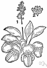 Australian pitcher plant - a carnivorous perennial herb having a green pitcher and hinged lid both with red edges
