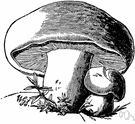 Clitocybe irina - an edible agaric with large silky white caps and thick stalks
