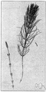Equisetum arvense - of Eurasia and Greenland and North America