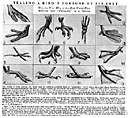 zygodactyl