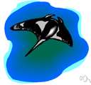 family Mobulidae - large rays lacking venomous spines: mantas