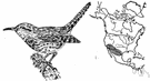 Heleodytes - alternative classifications for the cactus wrens