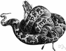 constrictor - any of various large nonvenomous snakes that kill their prey by crushing it in its coils