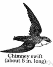 family Apodidae - swifts