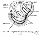 sea scallop - a large scallop inhabiting deep waters of the Atlantic coast of North America