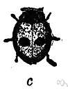 Adalia - genus of ladybugs