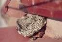 vespid wasp - mostly social nest-building wasps